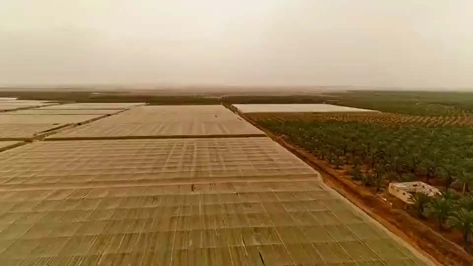 Aerial view of banana rows on a plantation.