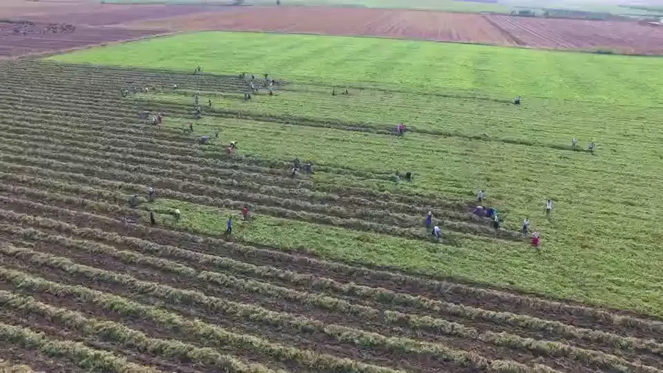 People harvesting a flooded field by hand.