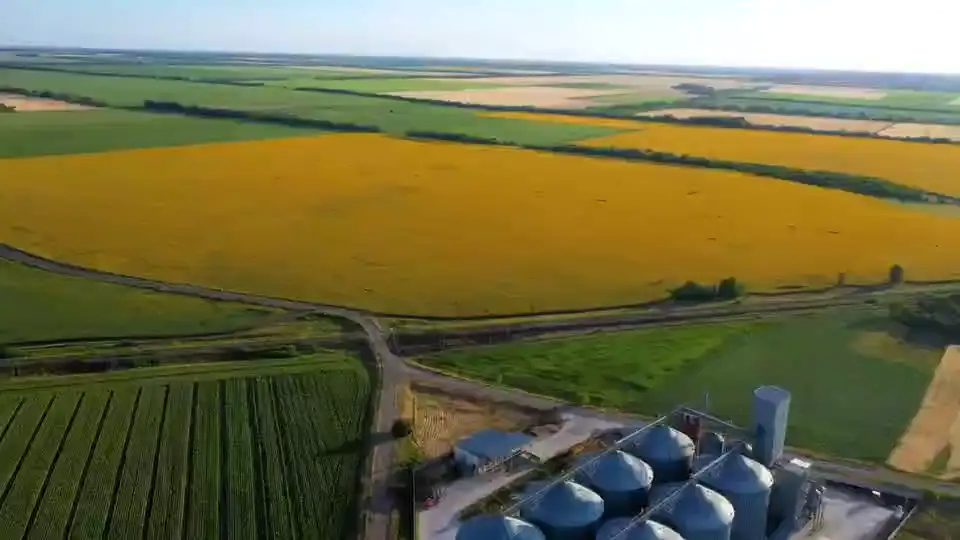 Aerial view of grain silos beside sunflower fields.