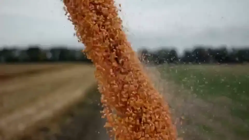 A combine harvester unloading grain into a truck in a broad field.