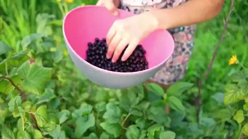 A person hand-picking currants from the bush.