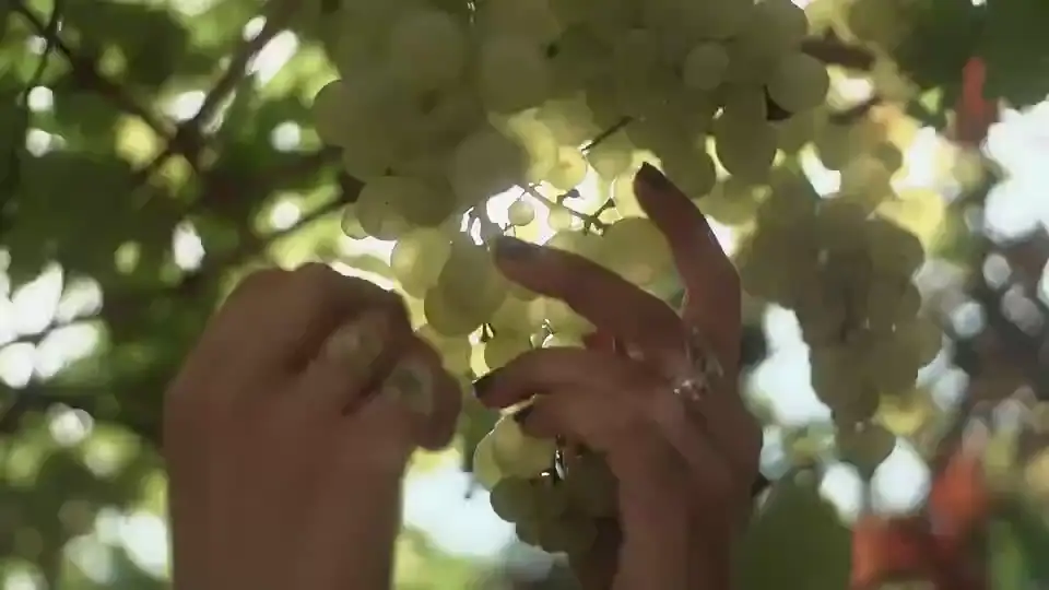 Hands choosing ripe grapes on the vine in warm sunlight.
