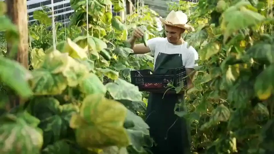 A person gathering leafy greens in a greenhouse.